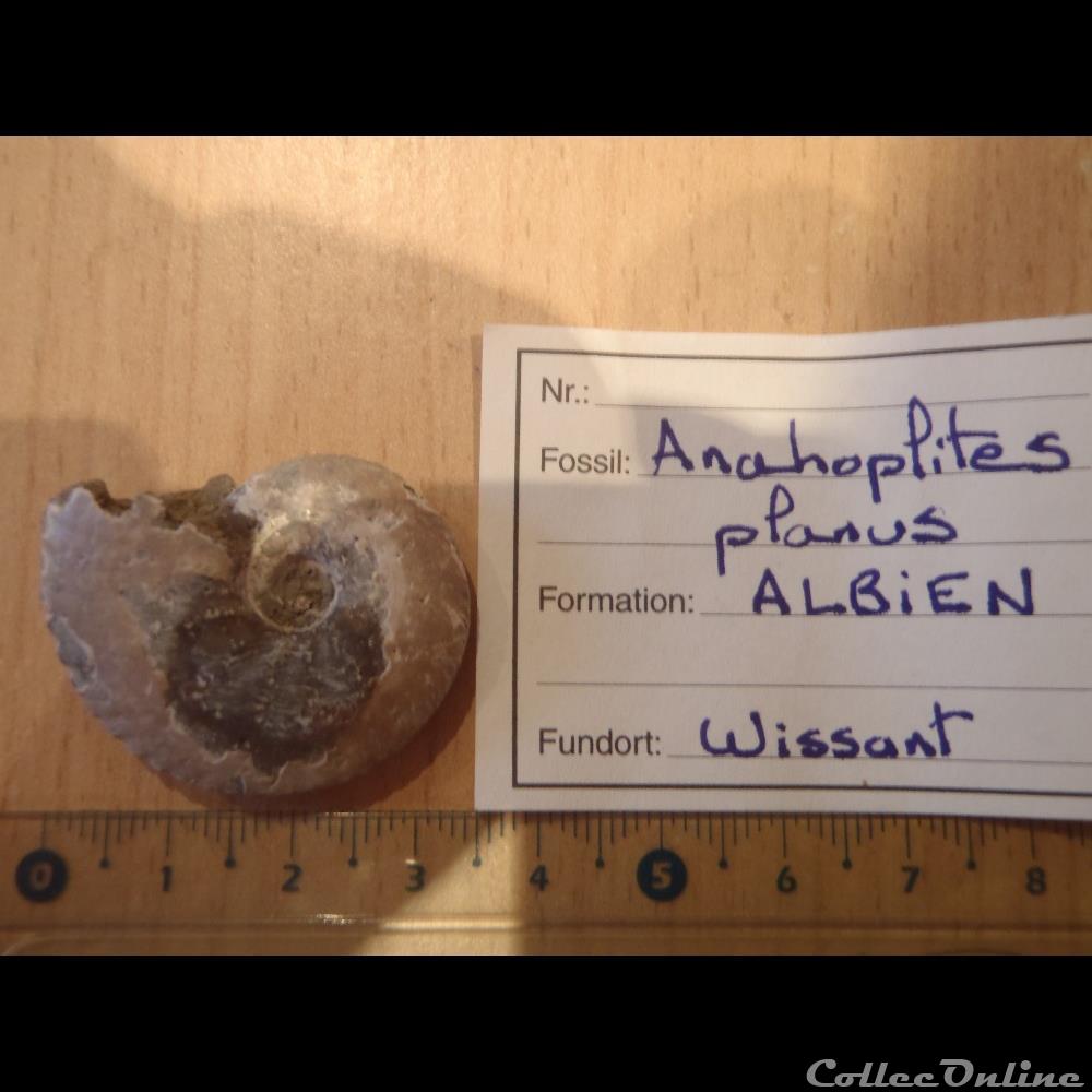 coquillage fossile invertebre anahoplites planus 2