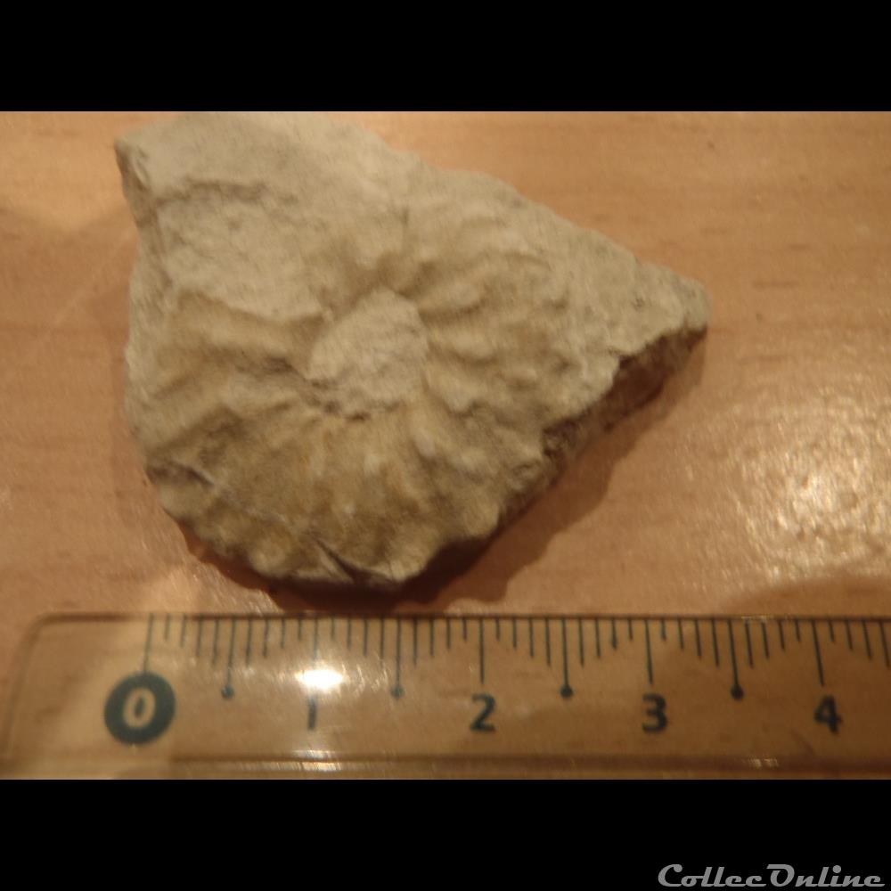 Schloenbachia varians coquillage fossile invertebre schloenbachia varians