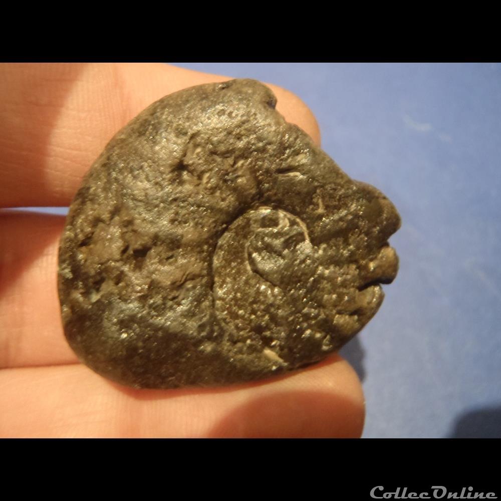 Ammonite indéterminée 10 coquillage fossile invertebre ammonite indeterminee 10