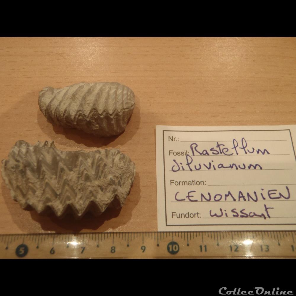 Rastellum diluvianum coquillage fossile invertebre rastellum diluvianum