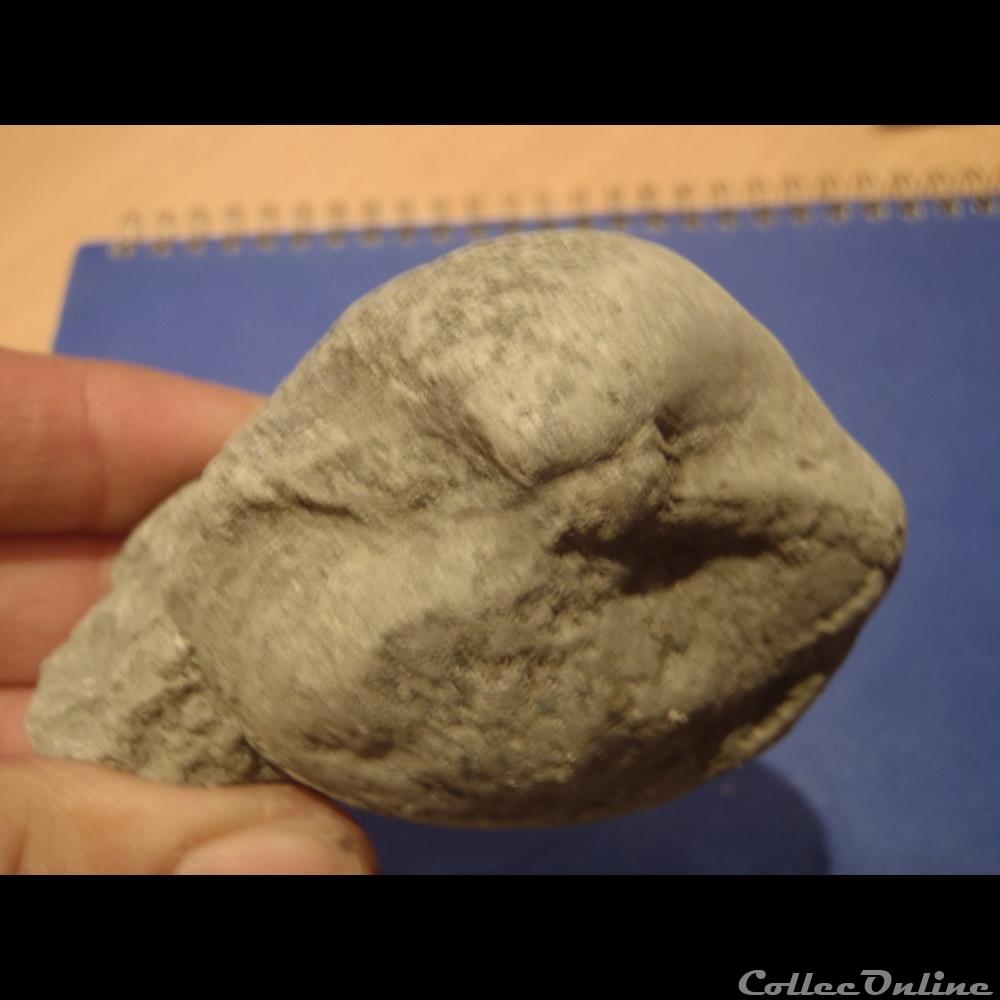 Indéterminé 4 coquillage fossile invertebre indetermine