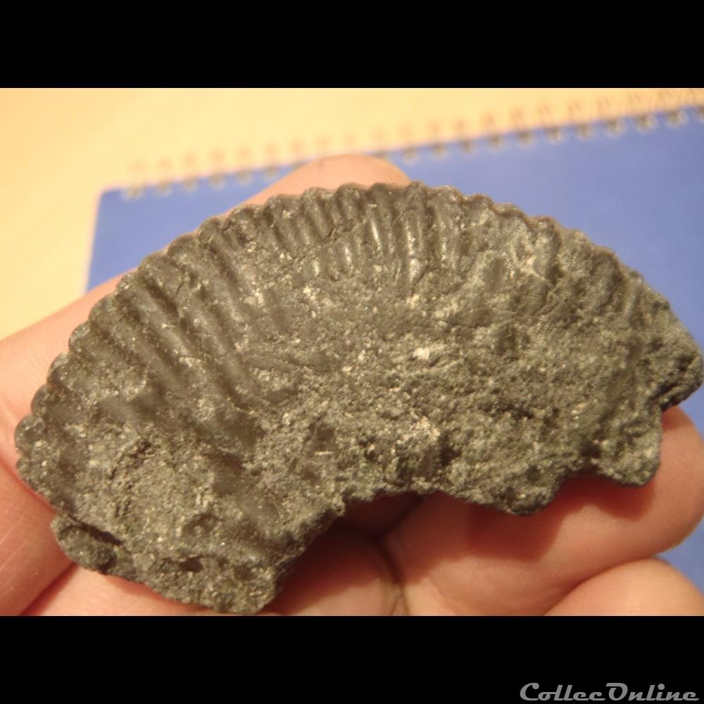 Hypacanthoplites elegans 2 coquillage fossile invertebre hypacanthoplites elegans