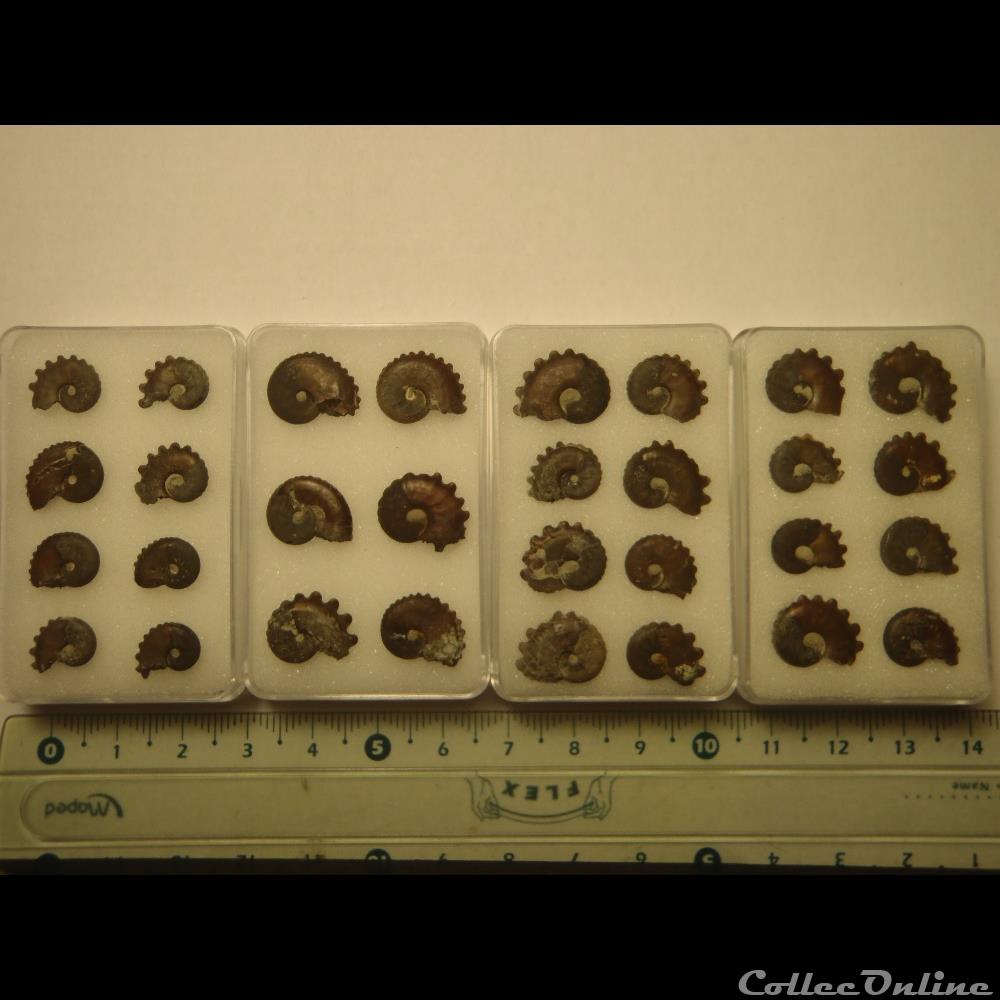 coquillage fossile invertebre creniceras rengeri