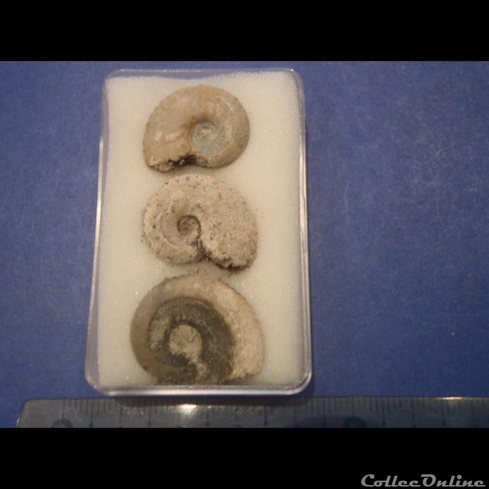 coquillage fossile invertebre anahoplites