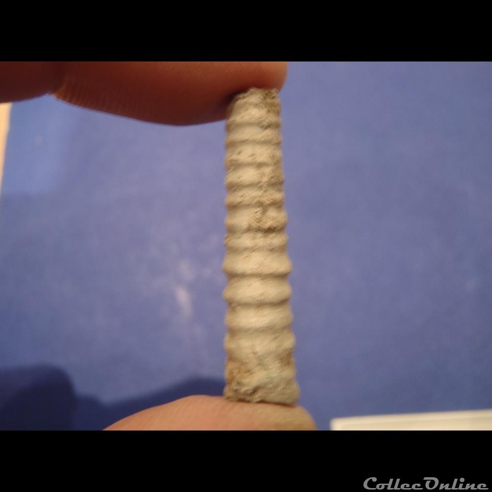 coquillage fossile invertebre hamites rotundus