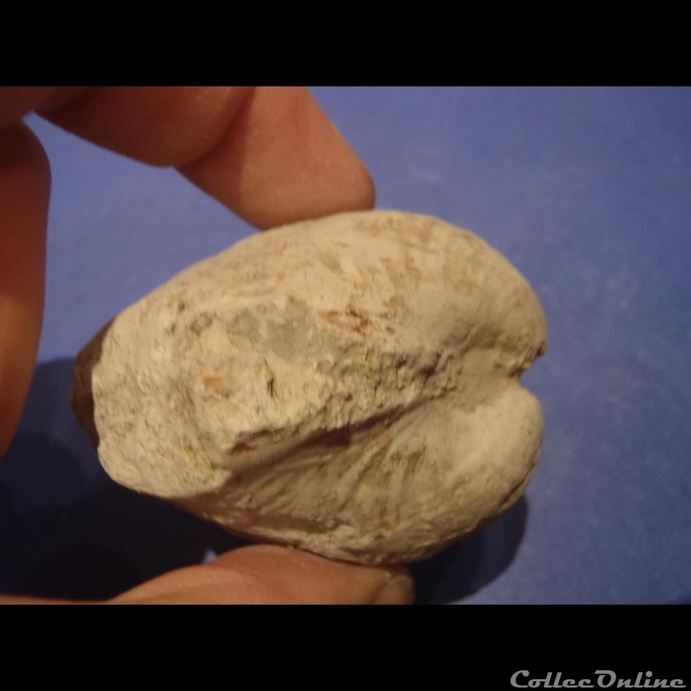 coquillage fossile invertebre indetermine