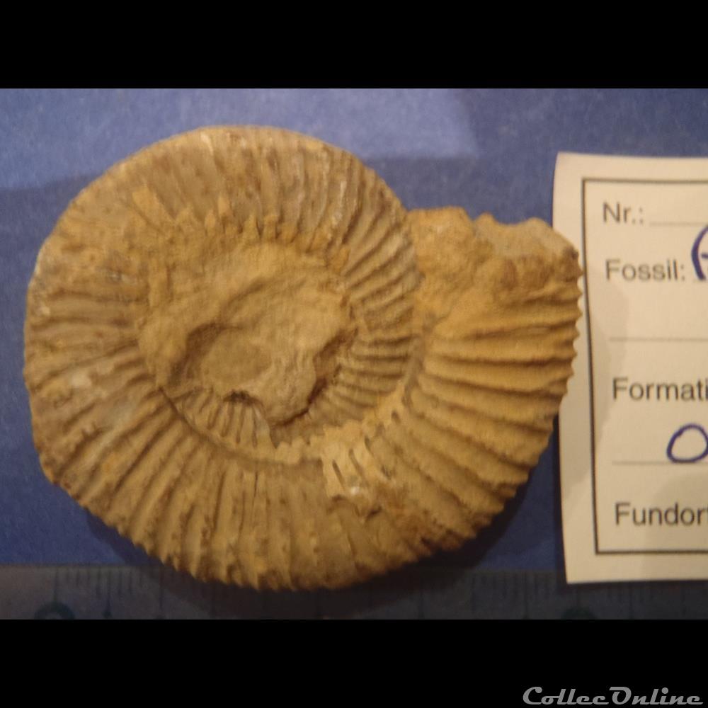 Perisphinctes sp. 4 coquillage fossile perisphinctes sp