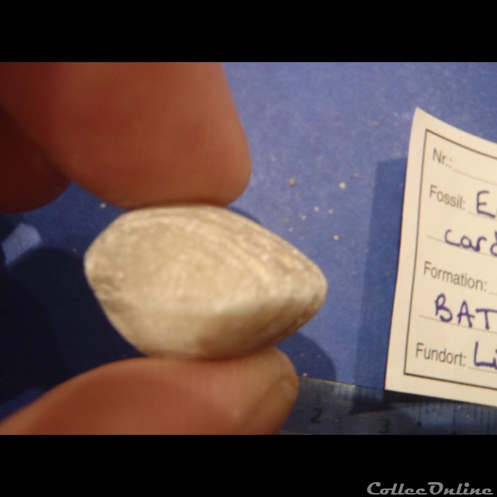 Eudesisa cardium 2 coquillage fossile eudesisa cardium