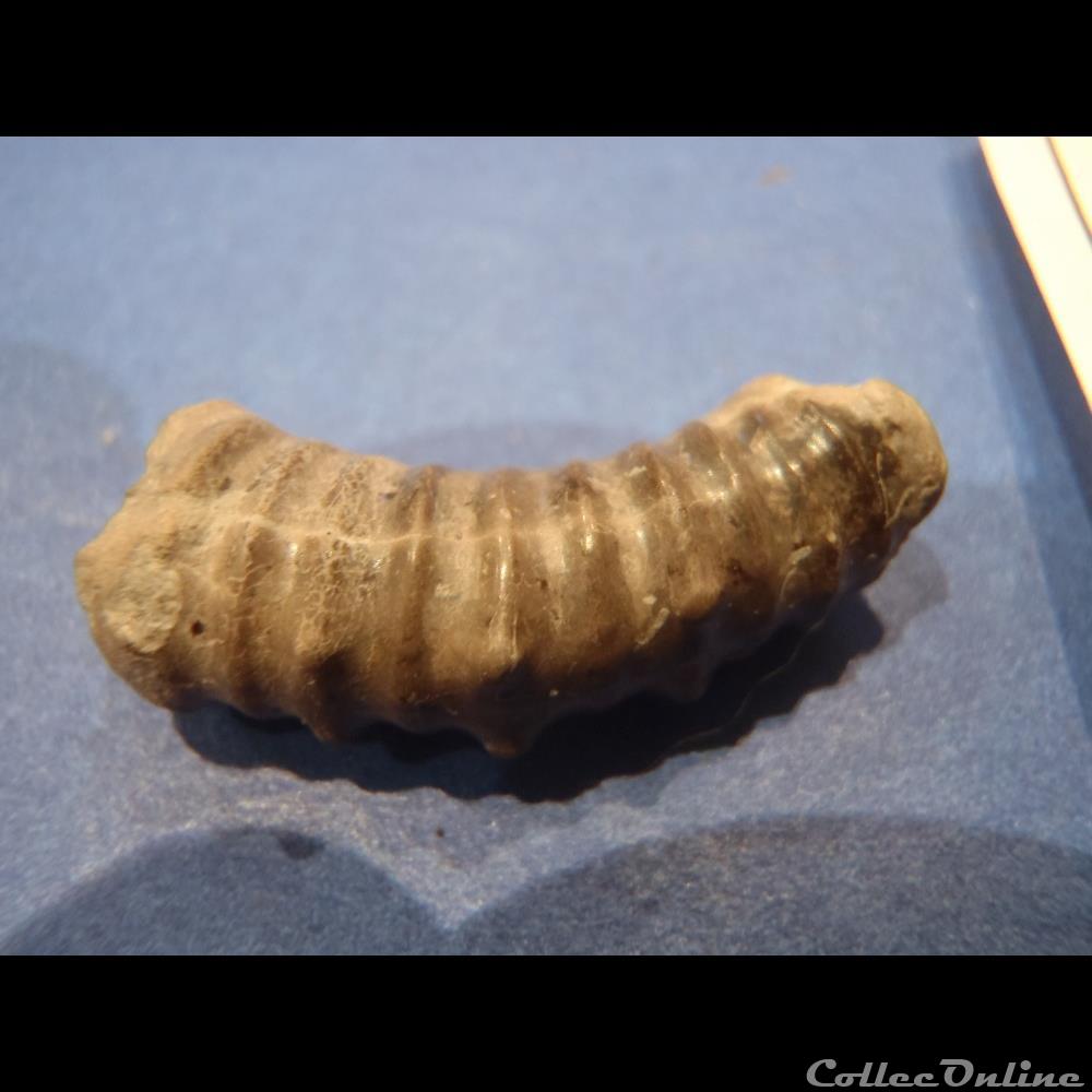 Idiohamites tuberculatus 3 coquillage fossile idiohamites tuberculatus
