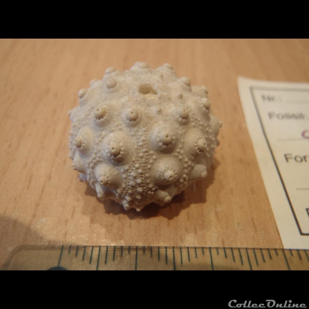 coquillage fossile invertebre hemicidaris crenularis