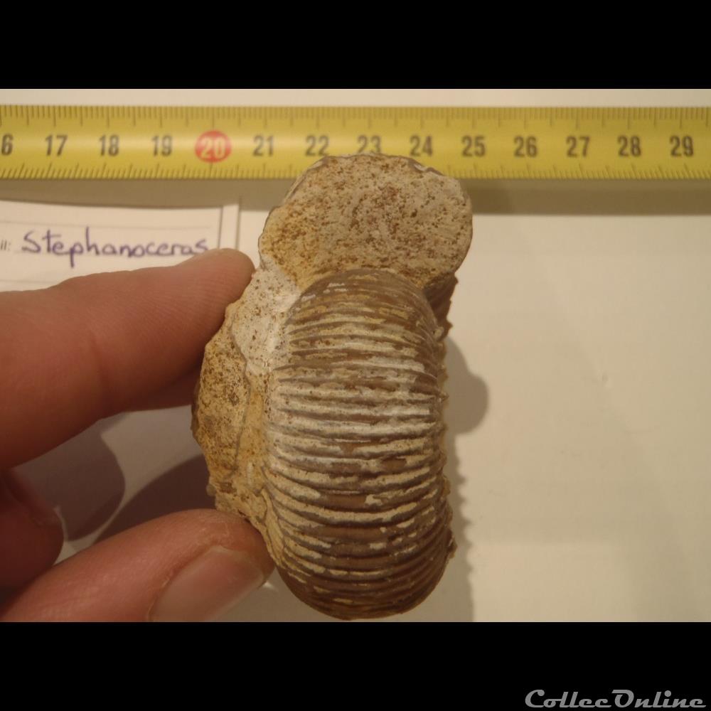 Stephanoceras 2 coquillage fossile invertebre stephanoceras