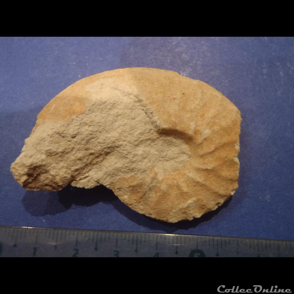 Schloenbachia varians coquillage fossile invertebre schloenbachia varians