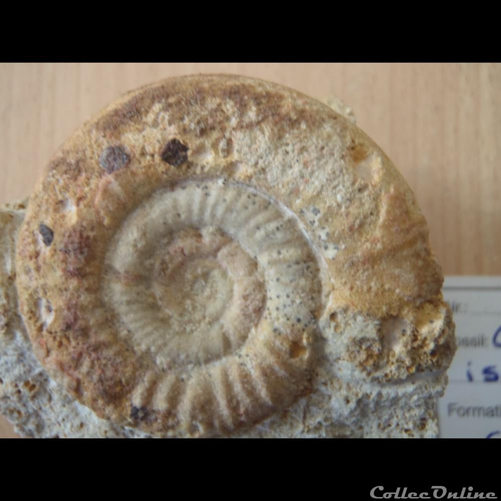 coquillage fossile invertebre choffatia isabellae