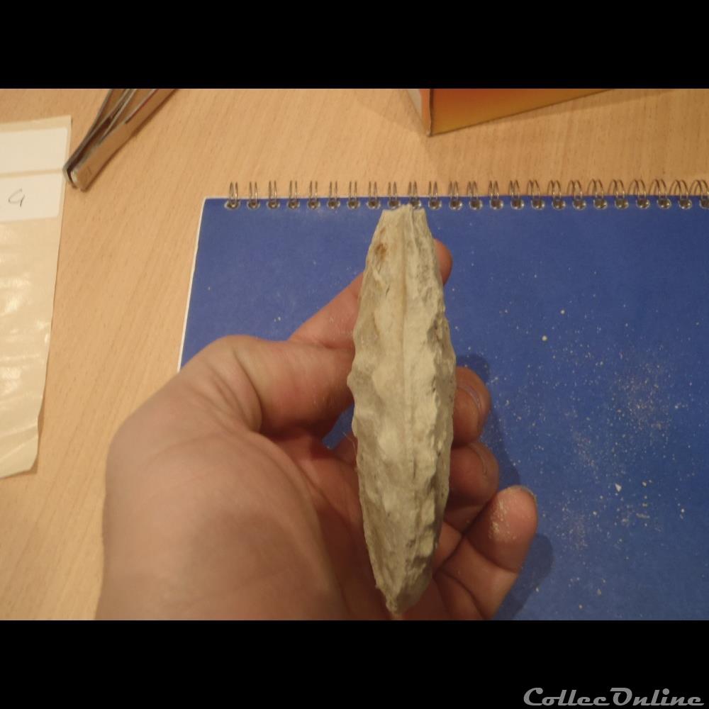 coquillage fossile invertebre schloenbachia varians