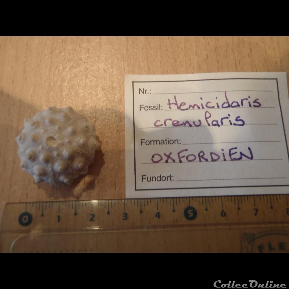 coquillage fossile invertebre hemicidaris crenularis