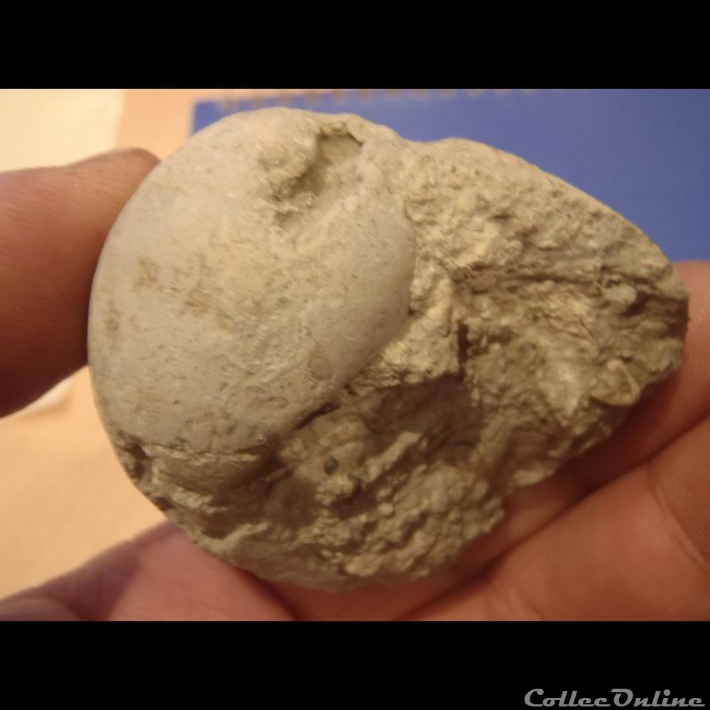coquillage fossile globularia hemisphaerica