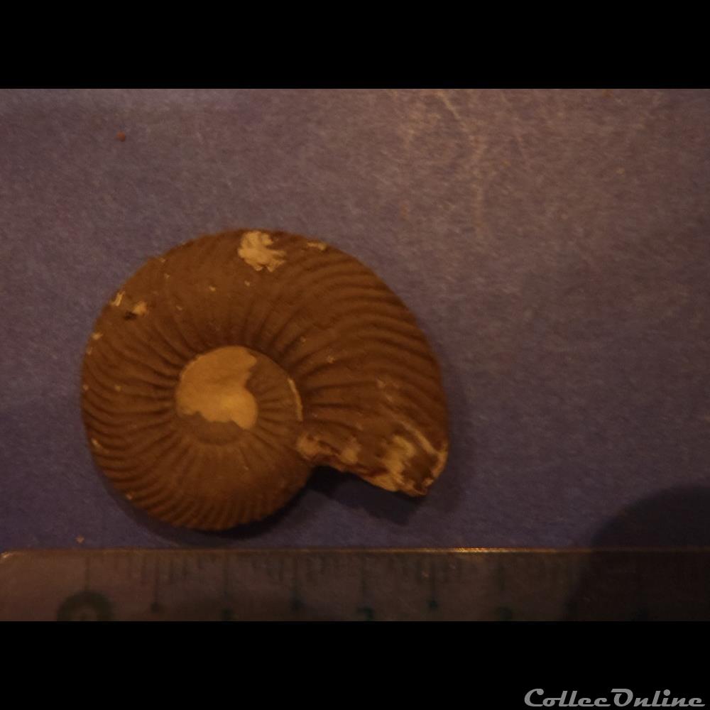 coquillage fossile invertebre indetermine