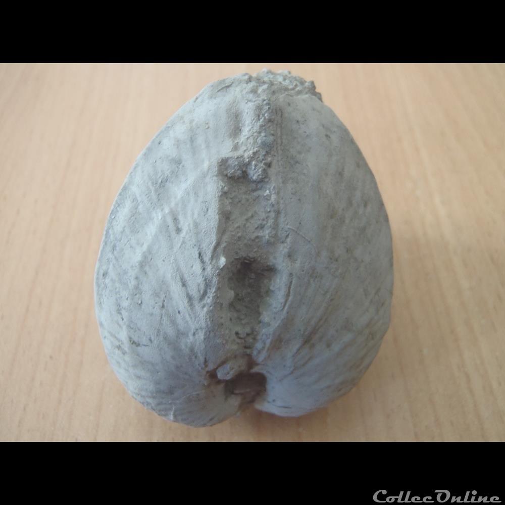 coquillage fossile invertebre indetermine