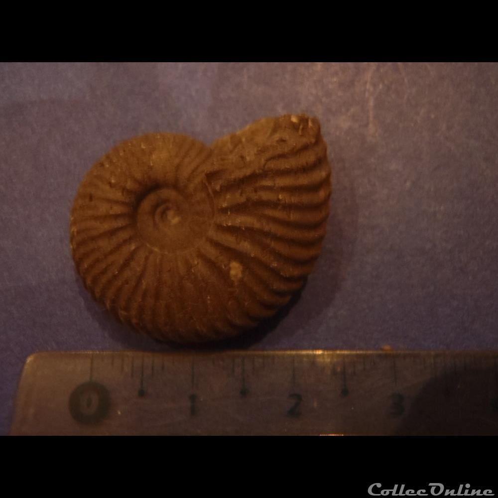 coquillage fossile invertebre indetermine