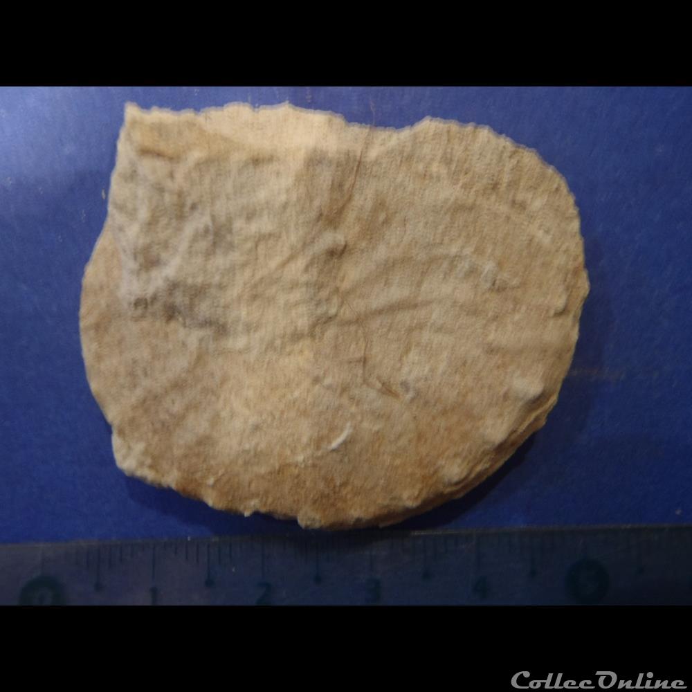 Schloenbachia varians 2 coquillage fossile invertebre schloenbachia varians