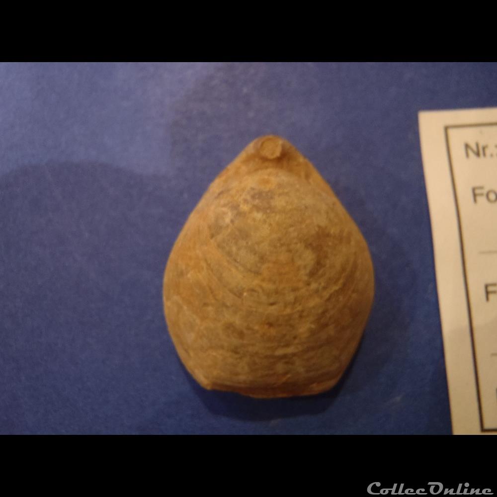 coquillage fossile invertebre caryona saemanni
