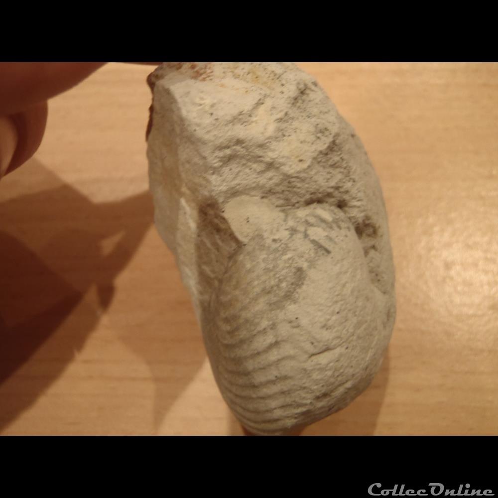 coquillage fossile invertebre cymatoceras