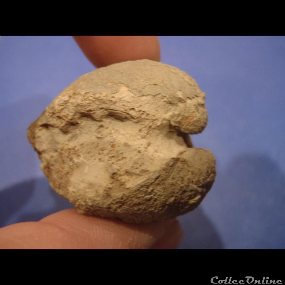 coquillage fossile bivalve indetermine