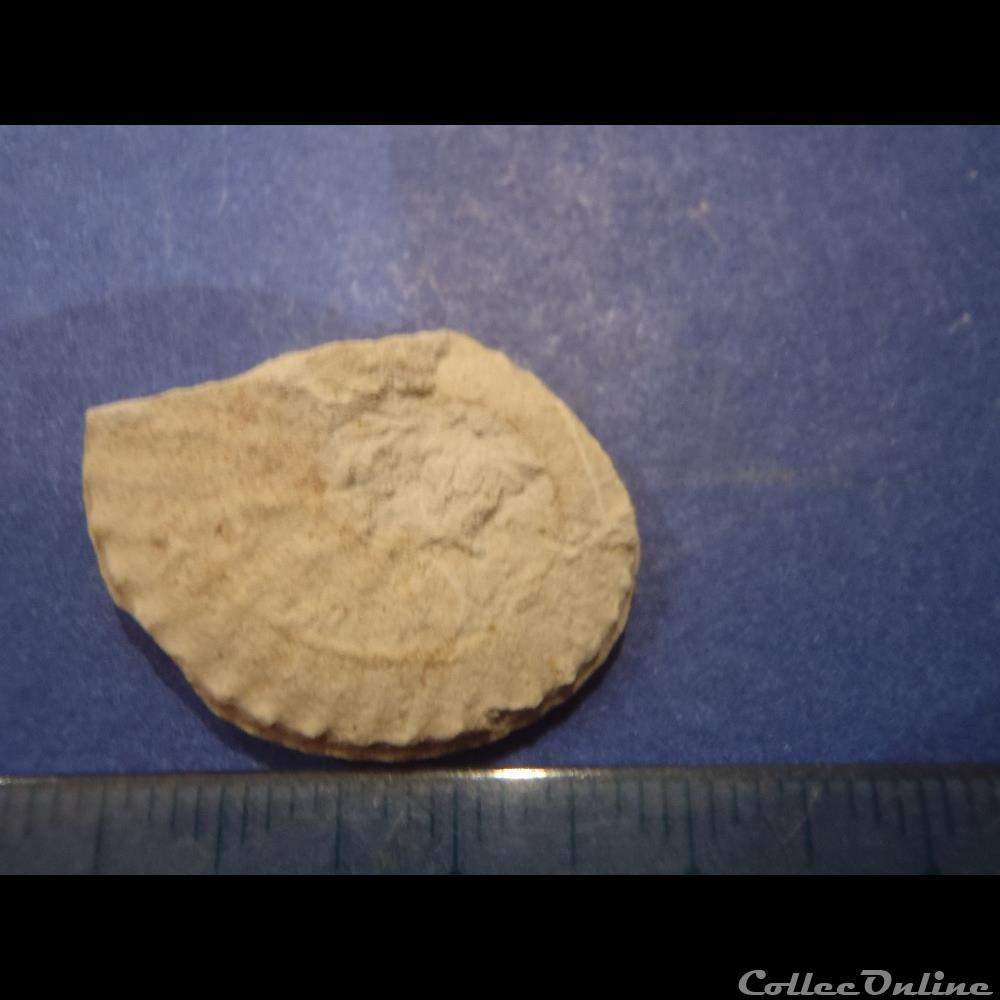 Schloenbachia varians 2 coquillage fossile invertebre schloenbachia varians