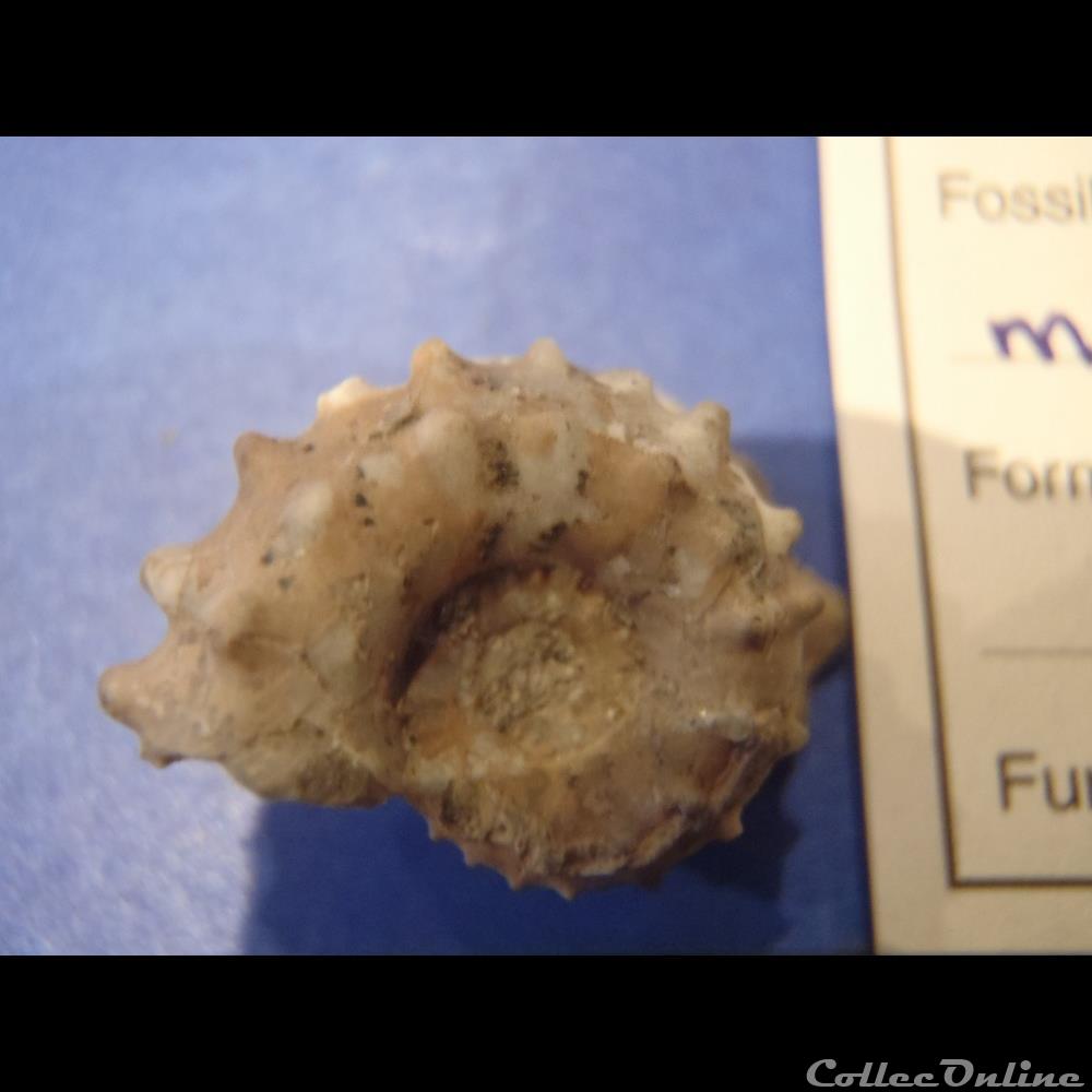 coquillage fossile invertebre douvilleiceras mammilatum