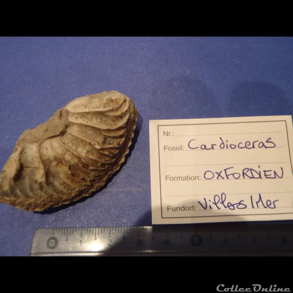 coquillage fossile invertebre cardioceras