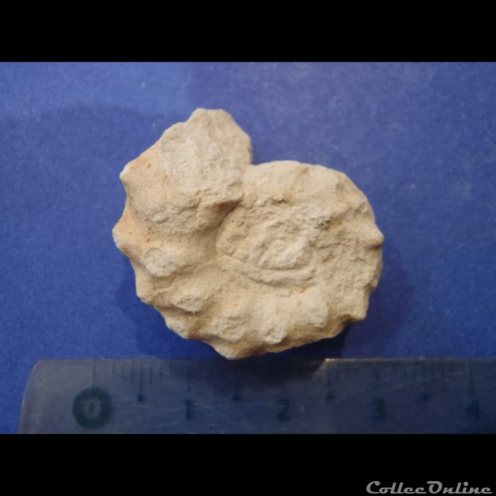 Schloenbachia varians 2 coquillage fossile schloenbachia varians