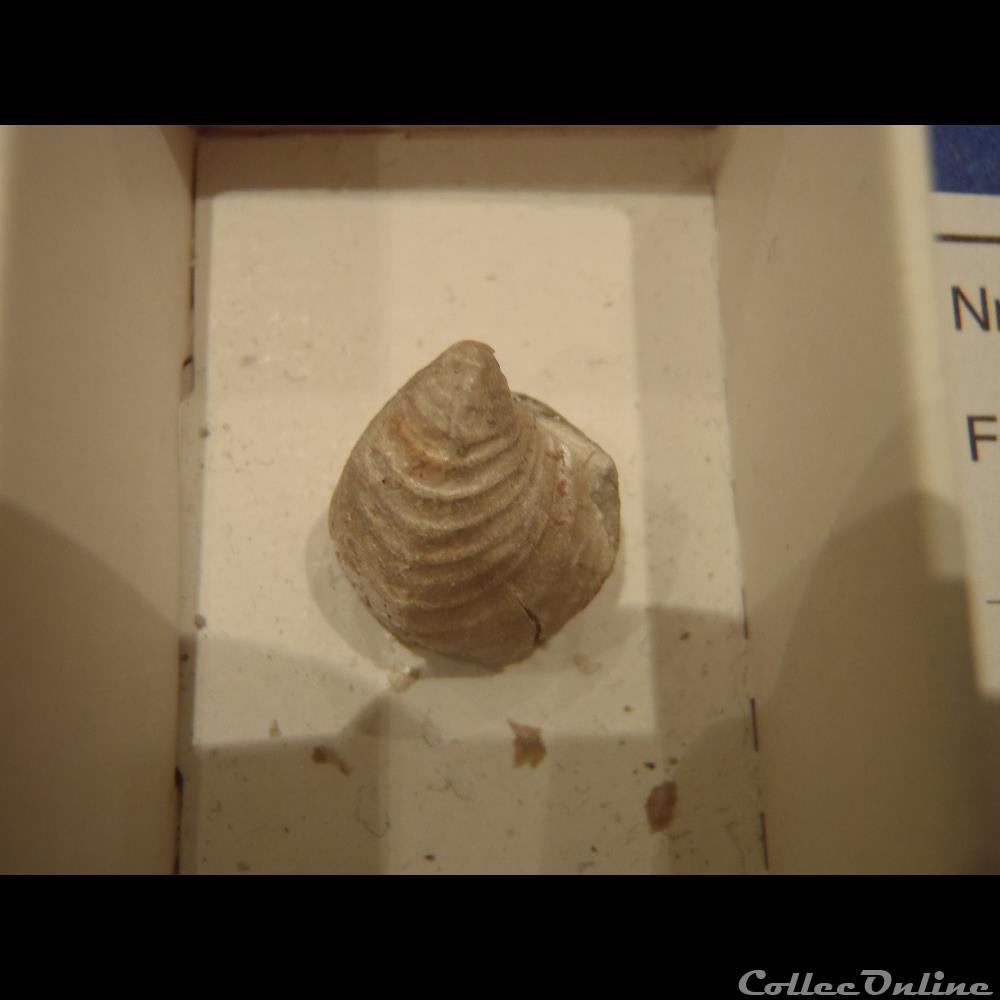 Inoceramus concentricus coquillage fossile invertebre inoceramus concentricus