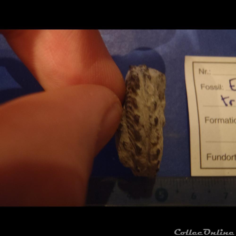 coquillage fossile invertebre euhoplites truncatus