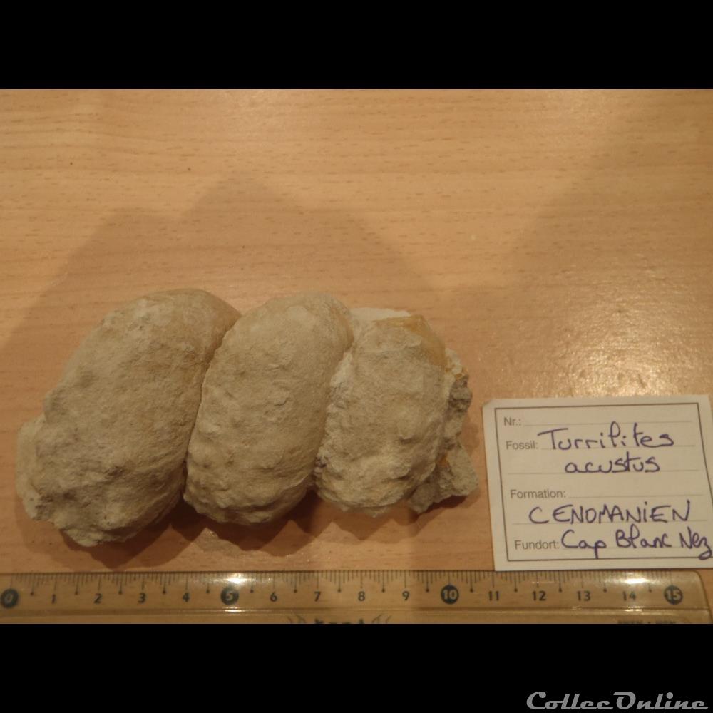 Turrilites acustus coquillage fossile invertebre turrilites acustus