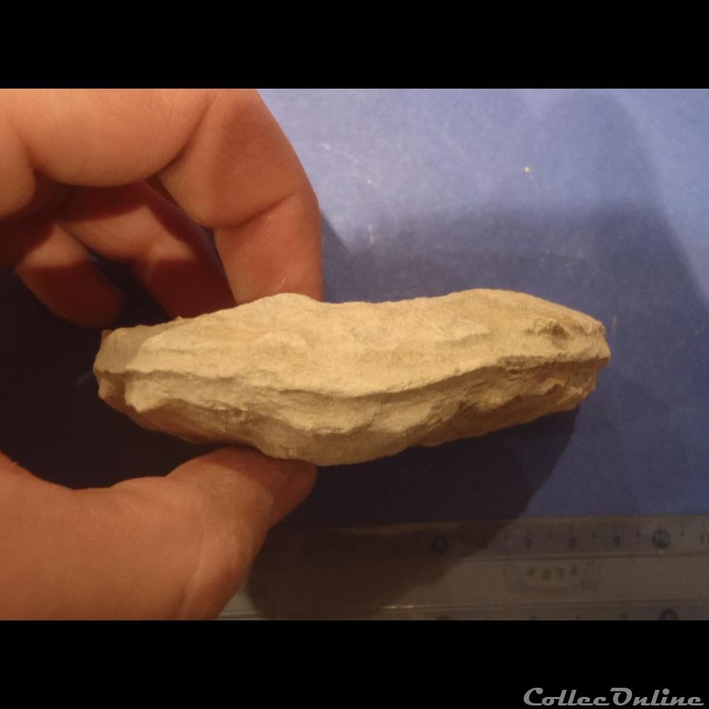 Schloenbachia varians coquillage fossile invertebre schloenbachia varians