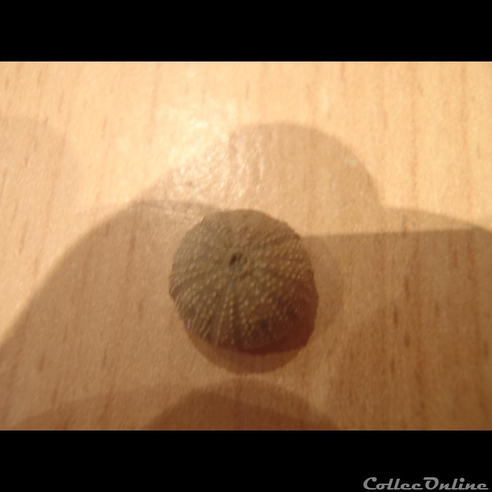 Polycyphus normannus 2 coquillage fossile invertebre polycyphus normannus