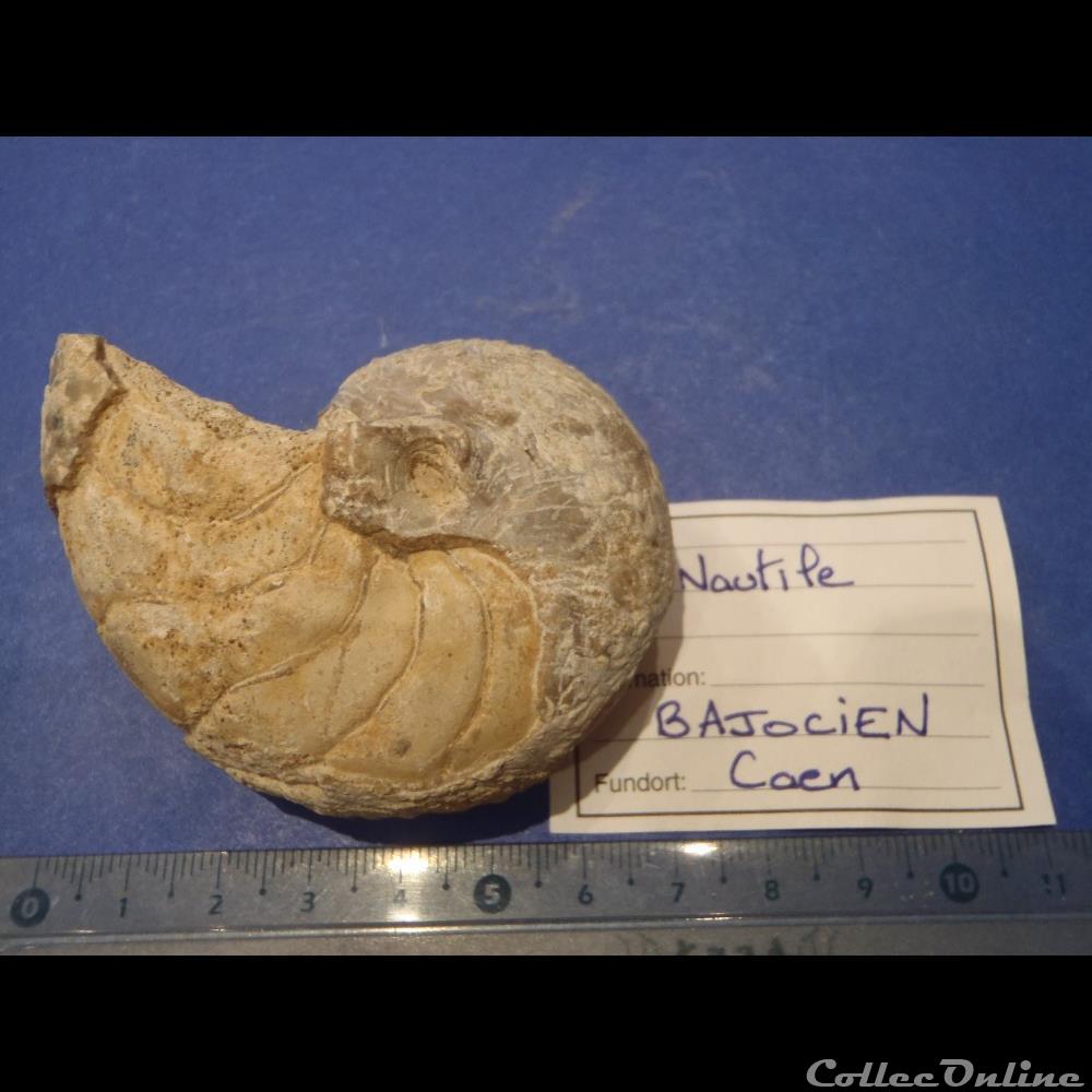 Nautile indéterminé coquillage fossile invertebre nautile indetermine