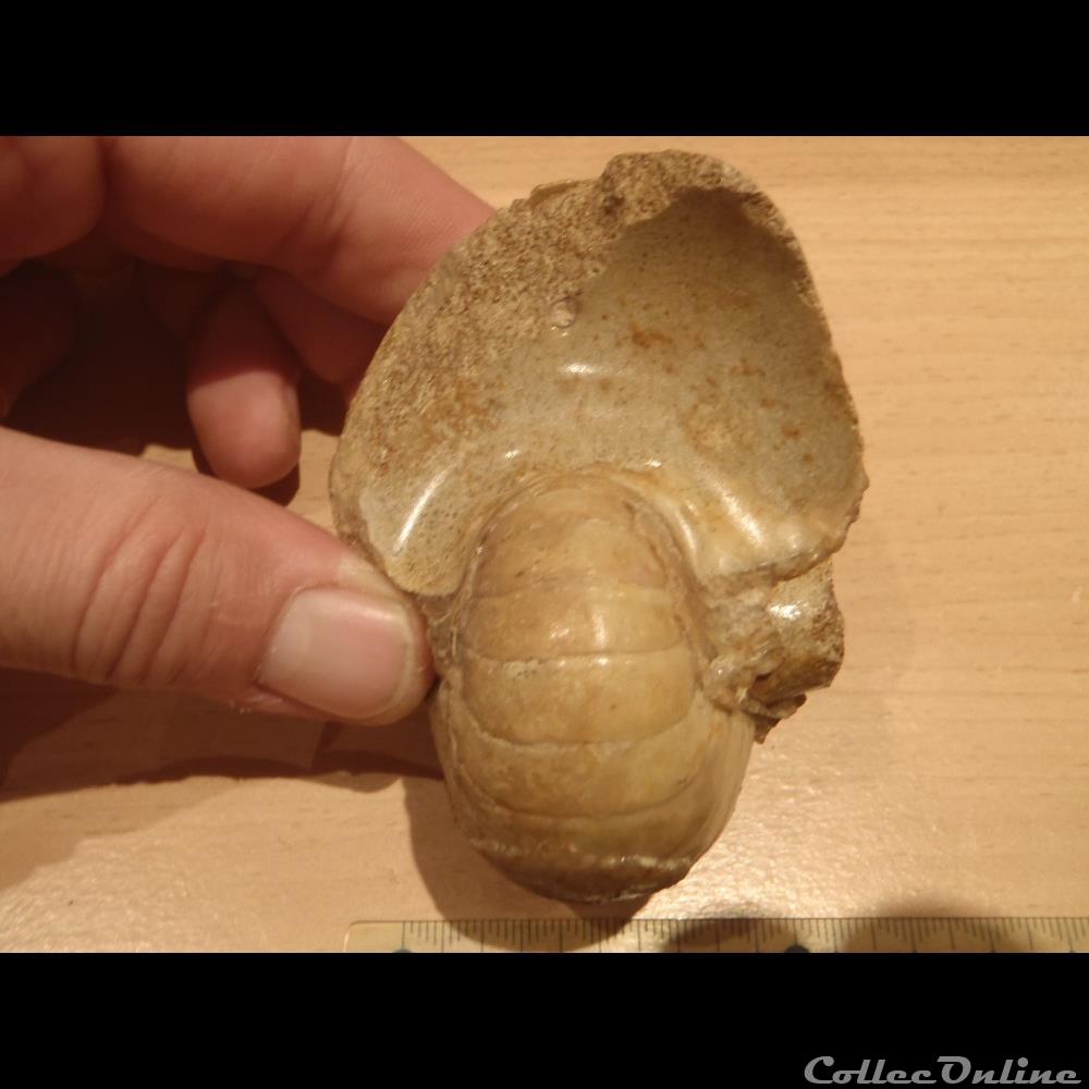 Nautile indéterminé 2 coquillage fossile invertebre nautile indetermine