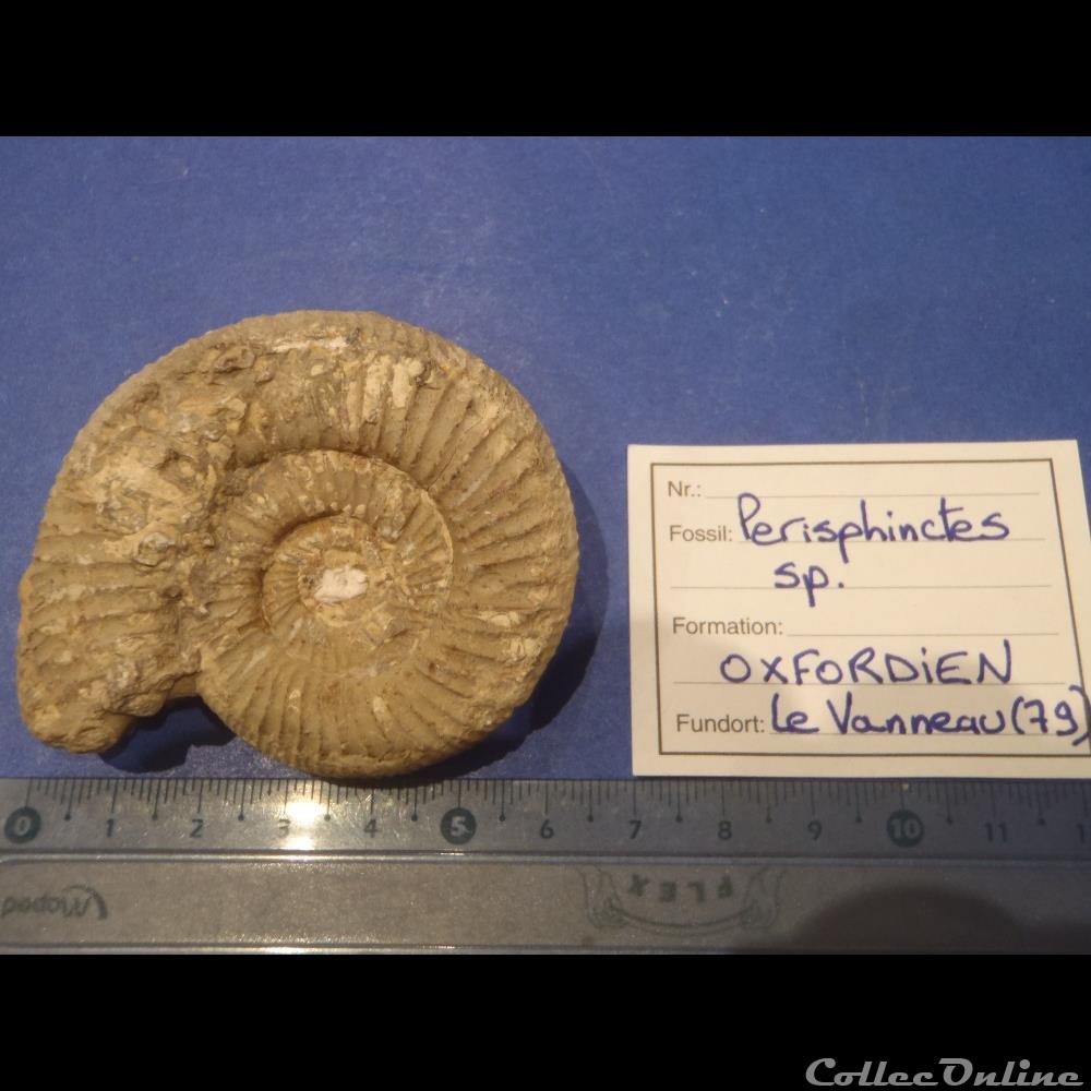 Perisphinctes sp. coquillage fossile invertebre perisphinctes sp