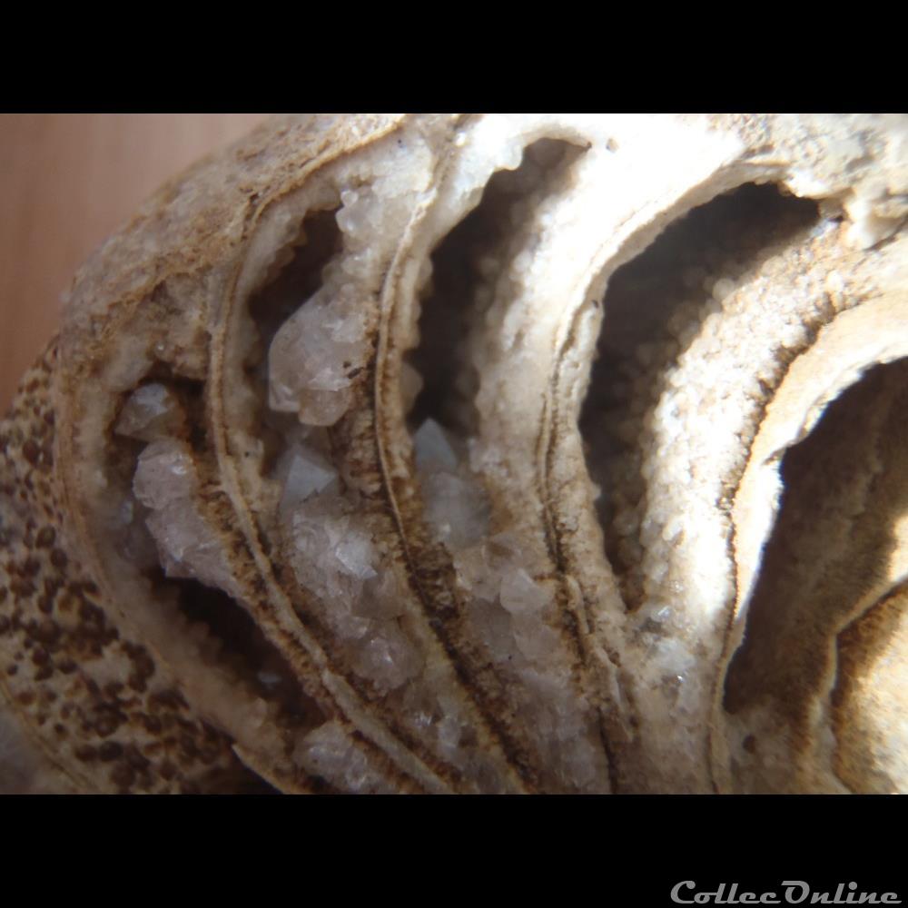 Nautile indéterminé 2 coquillage fossile invertebre nautile indetermine