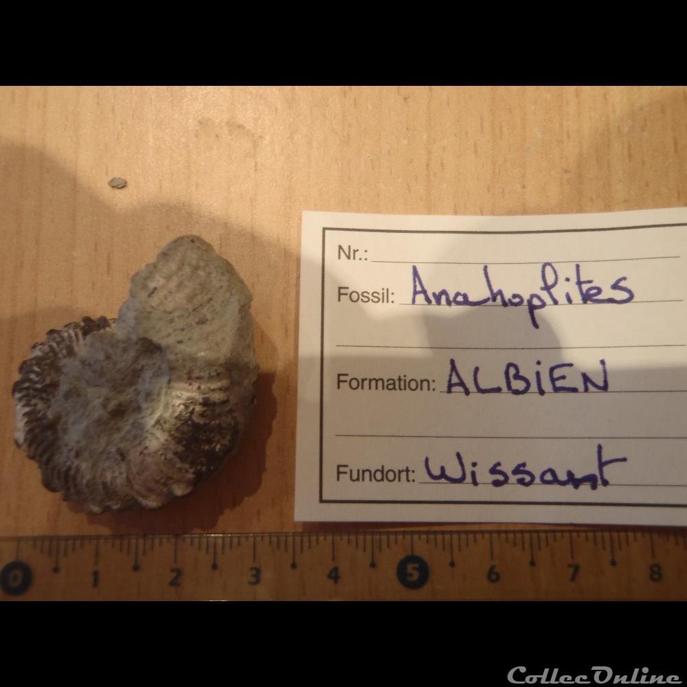 Anahoplites sp. 2 coquillage fossile anahoplites sp 2