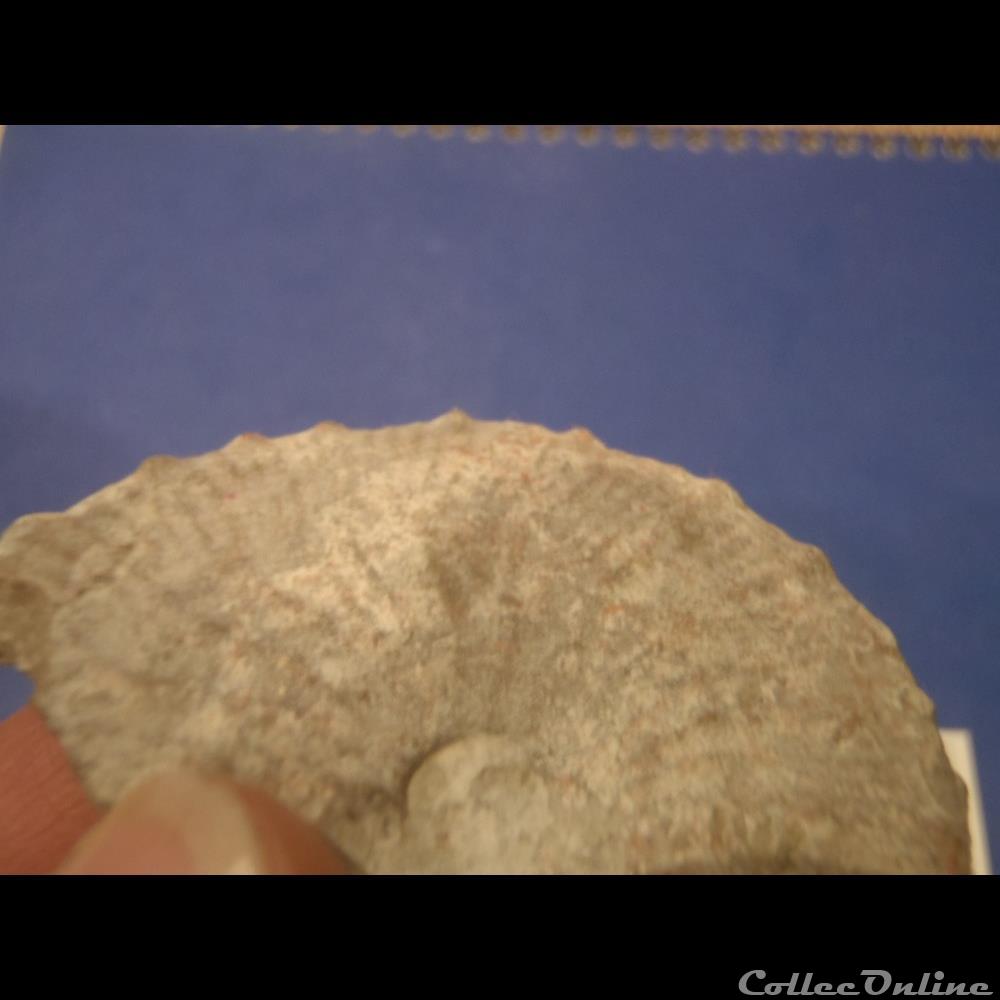 taramellicéras pseudoflexuosum 2 coquillage fossile invertebre taramelliceras pseudoflexuosum