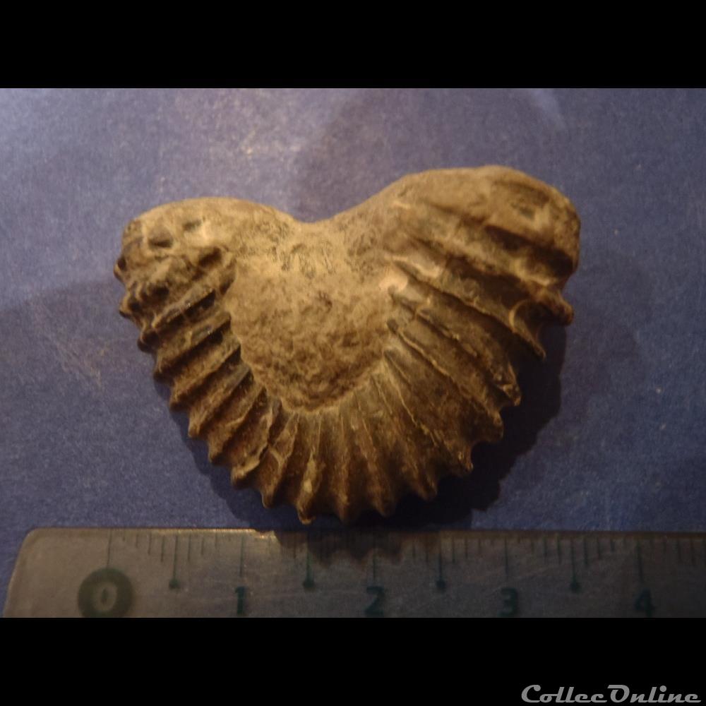 Ammonite hétéromorphe indéterminée 2 3 coquillage fossile invertebre ammonite heteromorphe indeterminee 2