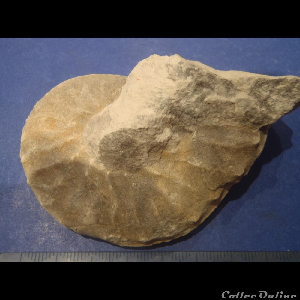 Schloenbachia varians 2 coquillage fossile invertebre schloenbachia varians