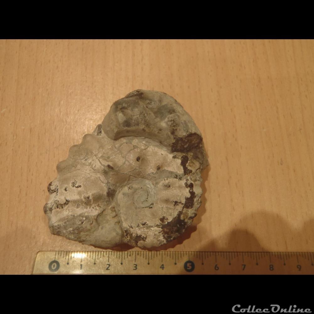 Ammonite indéterminée 9 coquillage fossile invertebre ammonite indeterminee 9
