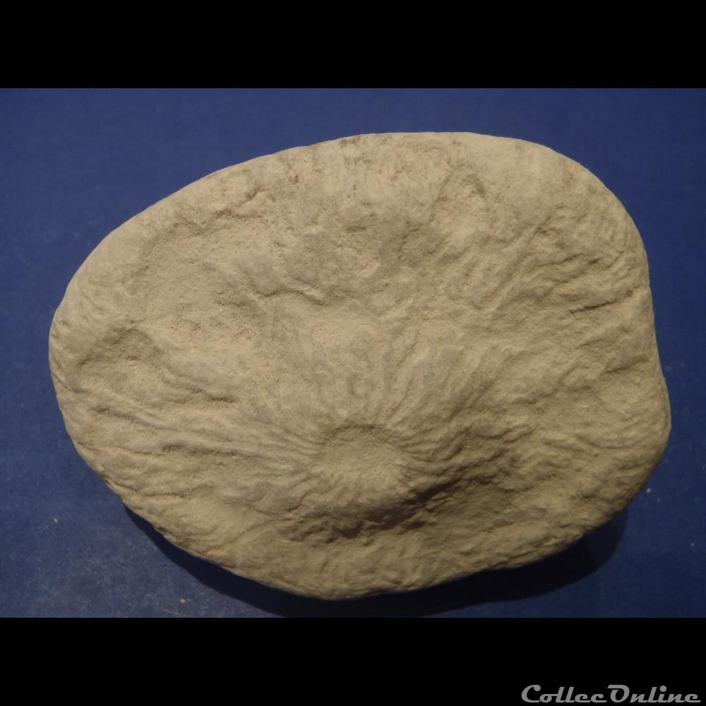 coquillage fossile invertebre eponge indeterminee