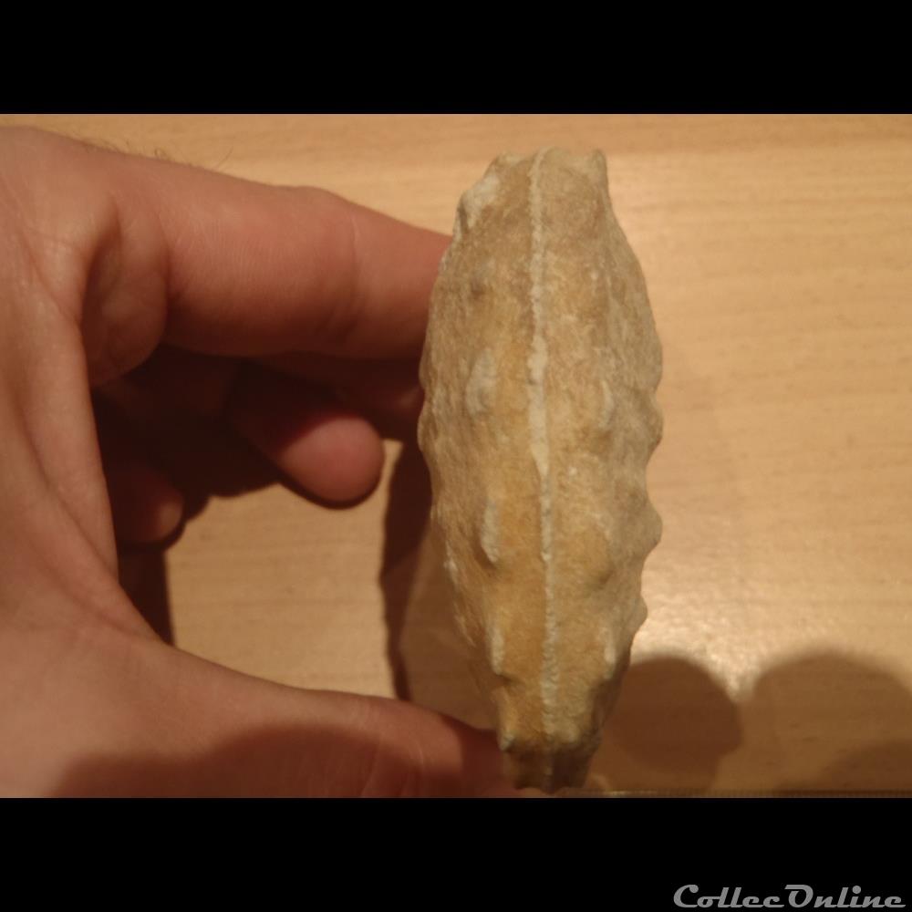 Schloenbachia varians coquillage fossile invertebre schloenbachia varians