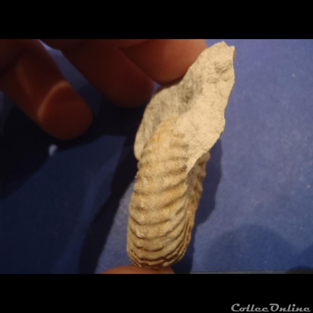 Mantelliceras mantelli 3 coquillage fossile invertebre mantelliceras mantelli