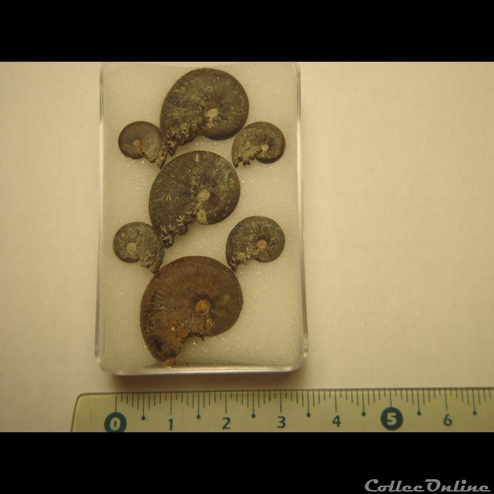 taramellicéras spe. 5 coquillage fossile invertebre taramelliceras spe