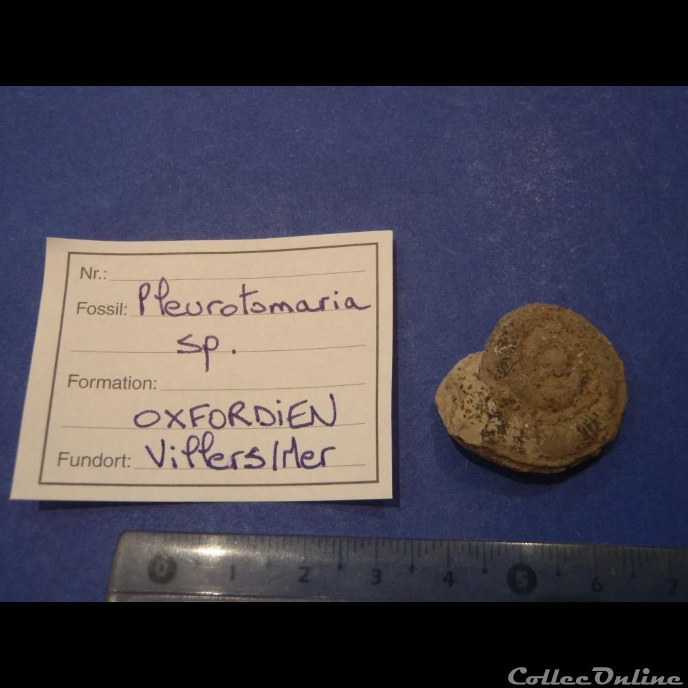 Pleurotomaria sp. coquillage fossile invertebre pleurotomaria sp
